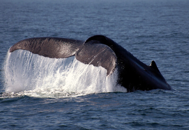 cape_cod_whale_humpback_2354307