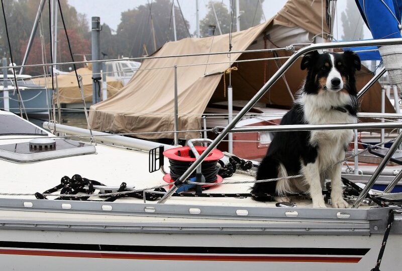 dog-3146634_1920 (1)800