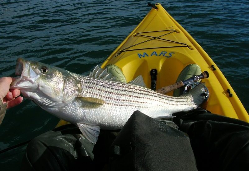 fishing-558232_1920