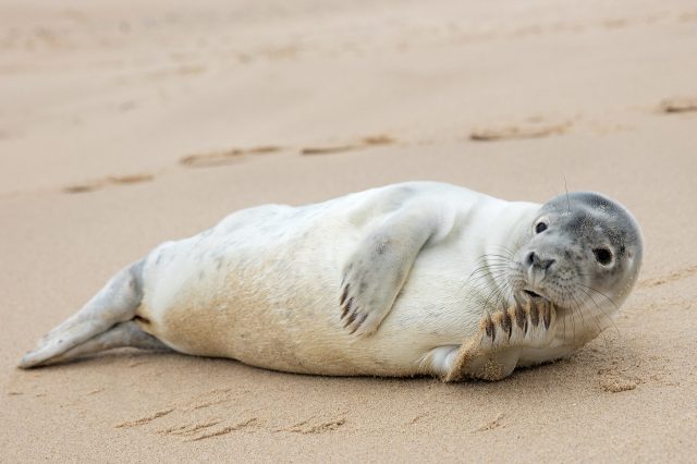 seal at the national seashore