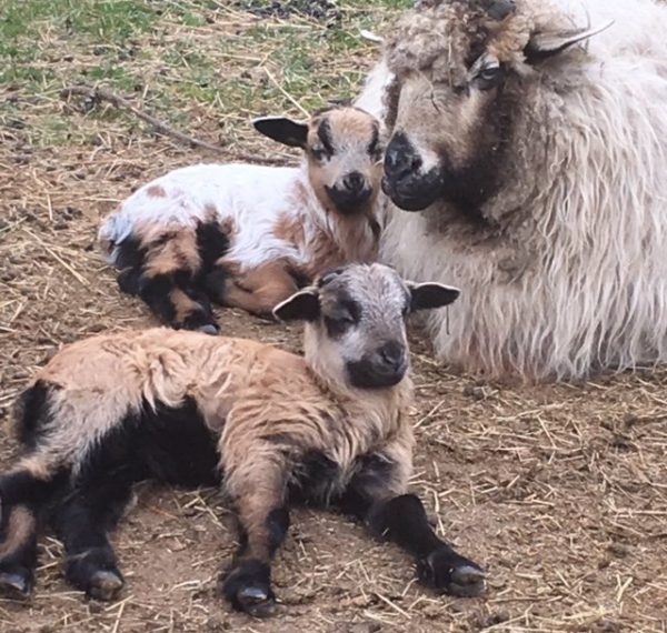 sheepbabies sheepbabies